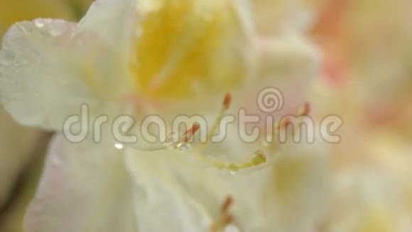 花园中盛开的黄色杜鹃花的特写视频的预览图