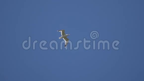 海鸥在蓝天的映衬下飞翔视频的预览图
