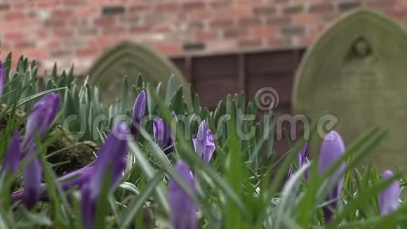 在英国种植藏红花的墓碑视频的预览图