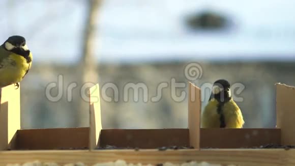 冬天成群的山雀来到喂鸟的地方视频的预览图
