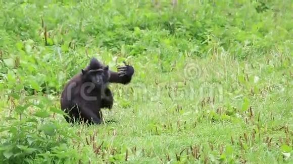 苏拉威西顶的猕猴痒视频的预览图
