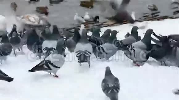 在布拉格的冬季喂养鸽子视频的预览图