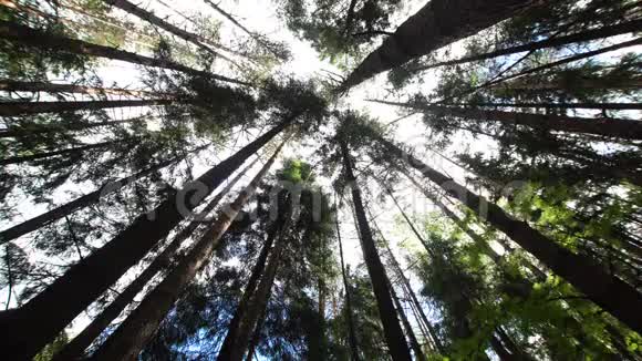 森林里的树冠视频的预览图