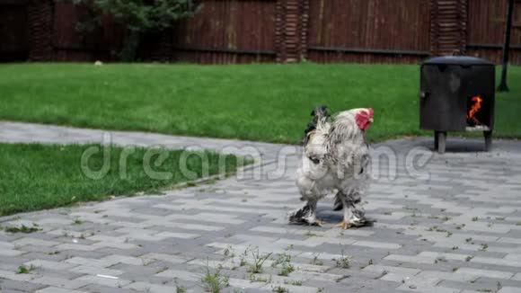 美丽的公鸡走在草地上视频的预览图