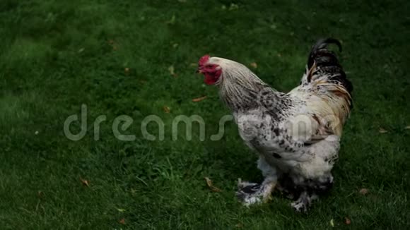 美丽的公鸡走在草地上视频的预览图