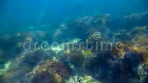 水下世界海底和水母视频的预览图