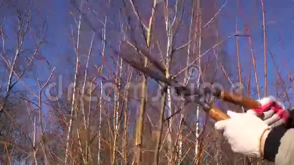 修剪春天花园中的柳树枝条视频的预览图