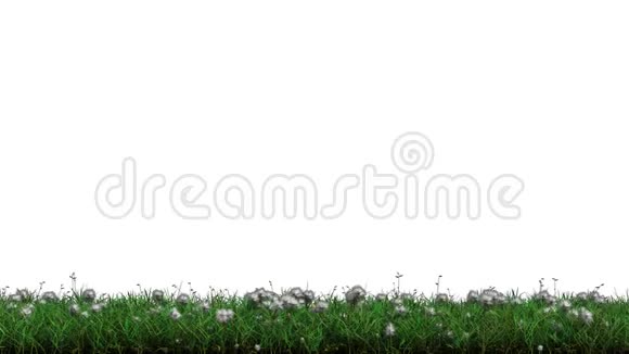 野生绿草和蒲公英白头条左至右运动视频的预览图