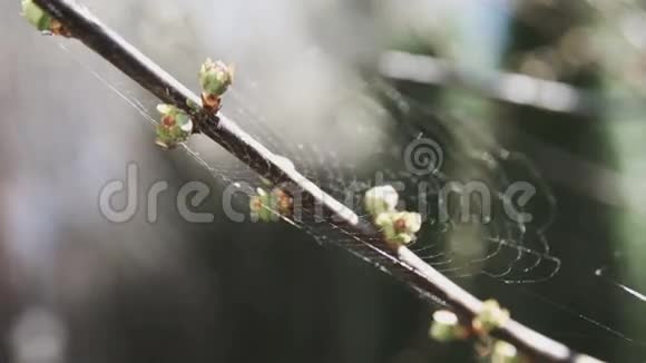 树枝上的春芽视频的预览图