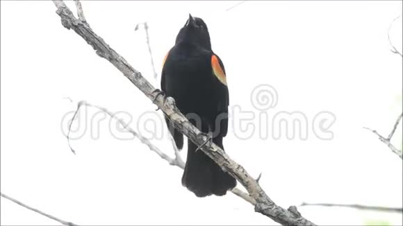 红翅黑鸟叫视频的预览图