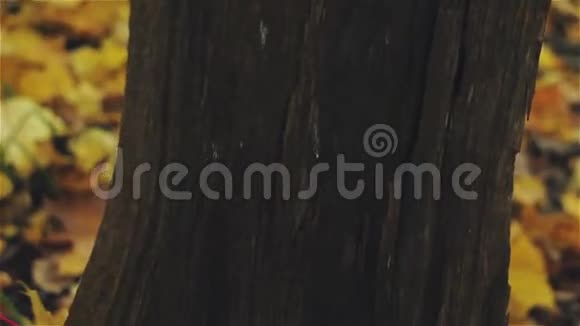 蘑菇上一树桩秋叶视频的预览图