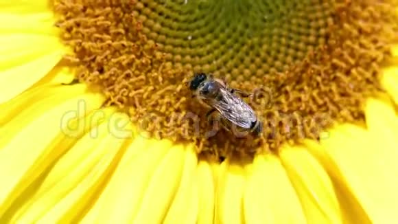 蜜蜂收集花粉的细节视频的预览图