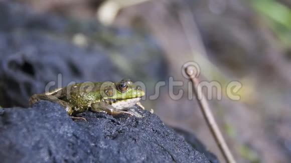 绿蛙在河边的岸边栖息视频的预览图