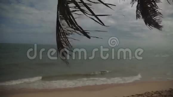 风在沙滩上摇着树枝阳光在蔚蓝的大海上反射着蓝天白云视频的预览图