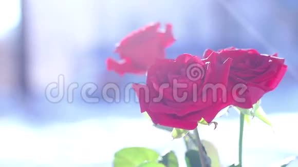 雪上的红玫瑰一朵花一个冬天一场霜视频的预览图