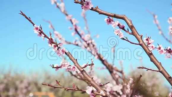 春天美丽的粉红色桃花视频的预览图