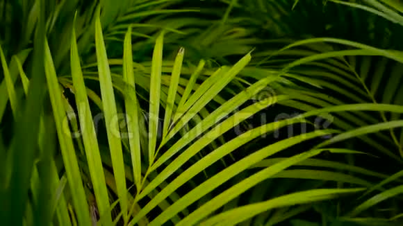 带阳光的热带绿棕叶抽象的自然背景散焦冲洗视频的预览图