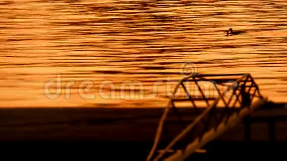 萨瓦河与鸭子的美丽黄昏视频的预览图