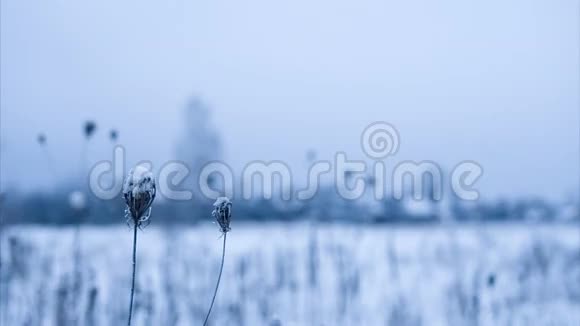 被雪覆盖的干花选定的重点视频的预览图