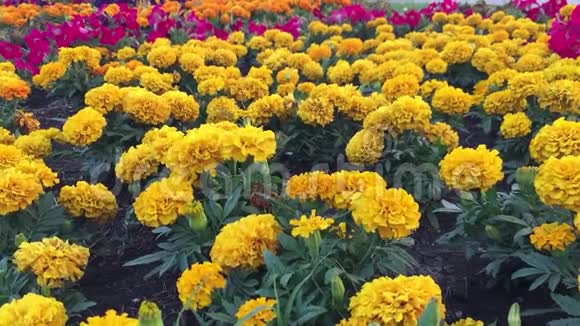 黄色的花菊自然背景视频的预览图