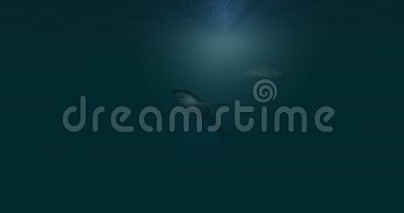 两条鲨鱼游泳的动画视频的预览图