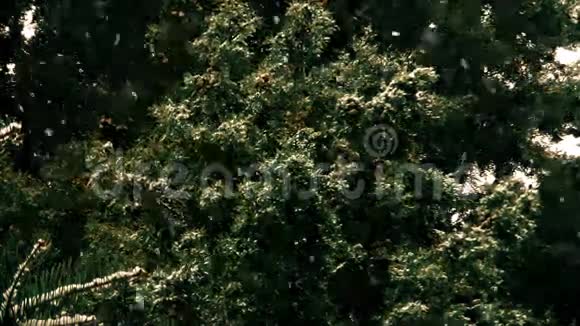 白雪皑皑的松树颜色渐变07视频的预览图