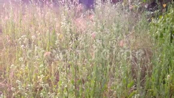 绿色草地为背景纹理与晨曦视频的预览图