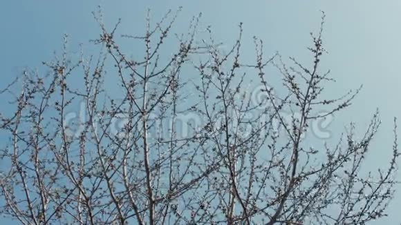 蓝天上的一棵年轻的春树视频的预览图