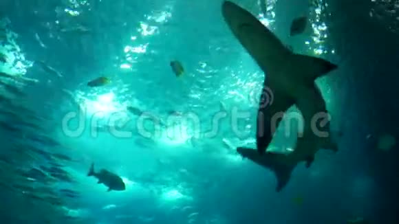 灰礁鲨鱼水下拍摄近距离接触视频的预览图