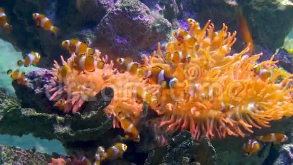 热那亚水族馆小丑鱼视频的预览图
