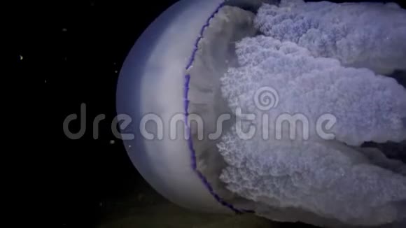 水母在水柱中游泳中射视频的预览图