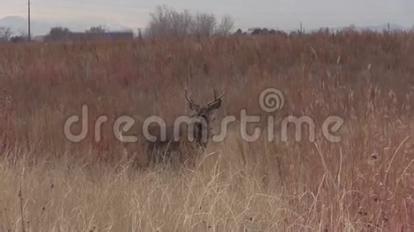 鹿鹿鹿和杜伊视频的预览图