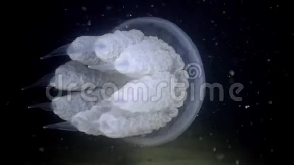 水母在水柱中游泳中射视频的预览图