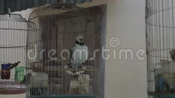 鸟笼和家禽在笼中喂养自己可爱的推特唱喙越南视频的预览图