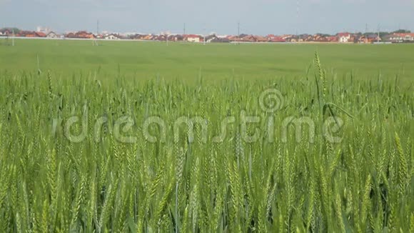 田野和蓝天背景上的大麦小穗大麦粒在田间视频的预览图