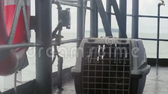 旅行者缅因州猫在笼子里漂浮在海中的一艘船上4k3840x2160视频的预览图