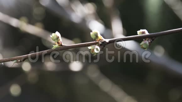 树枝上的春芽视频的预览图
