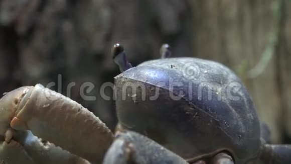 螃蟹甲壳动物海洋生物动物视频的预览图