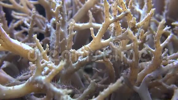 珊瑚礁鱼类海洋生物水下视频的预览图