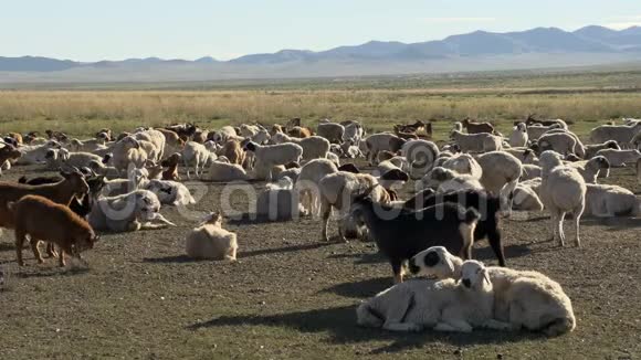 蒙古的牛视频的预览图