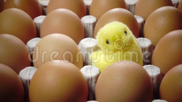 玩具鸡在一个明亮的复活节彩蛋壳里躺在纸板支架上视频的预览图