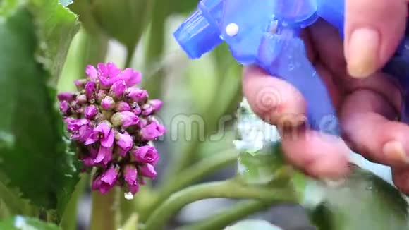 女人在美丽的紫色花朵上喷水供水视频的预览图