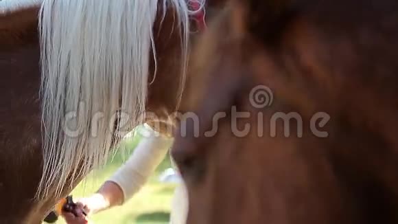 马头部特写动物视频的预览图