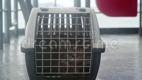 旅行者缅因州的猫在笼子里漂浮在海中的一艘船上3840x2160视频的预览图