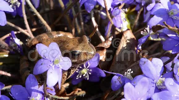 春蛙跳和紫花视频的预览图