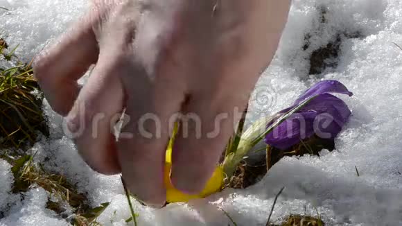 北方地区的复活节有番红花和雪视频的预览图