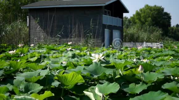 湖滨景观提供船莲花和波浪房视频的预览图