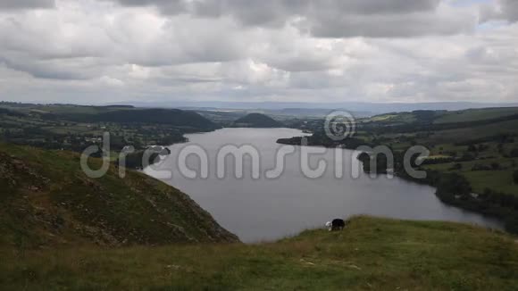 黑羊和白羊还有一个刮风的日子可以俯瞰英国坎布里亚湖地区视频的预览图