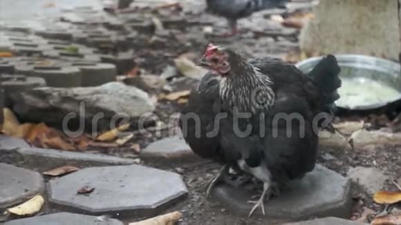 母鸡和鸡的视频妈妈保护宝宝视频的预览图