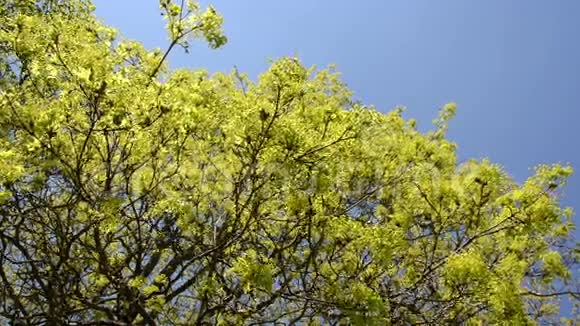4枫树在春天的蓝天上开花视频的预览图